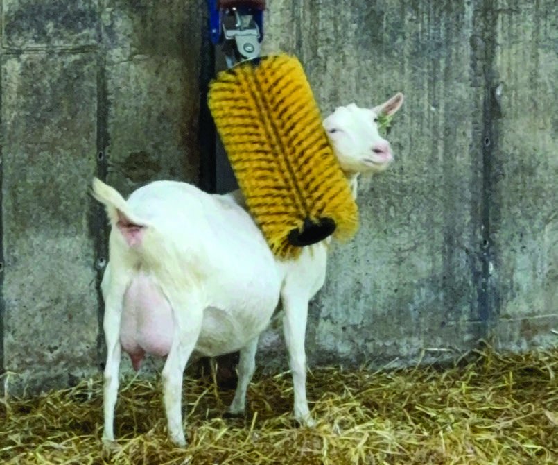 A St Tola goat enjoying a back scratch